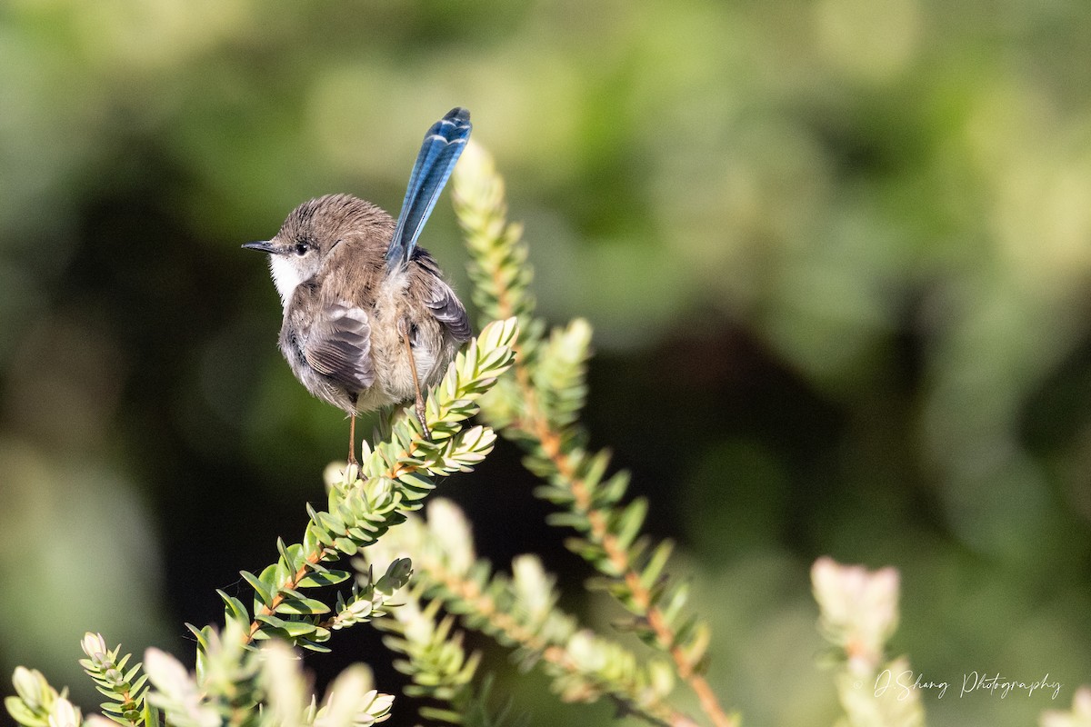 Superb Fairywren - Diana Shang