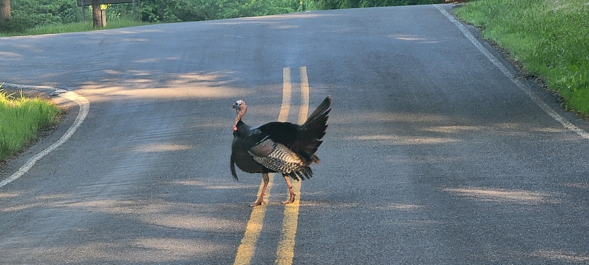 Wild Turkey - Joe Kollar