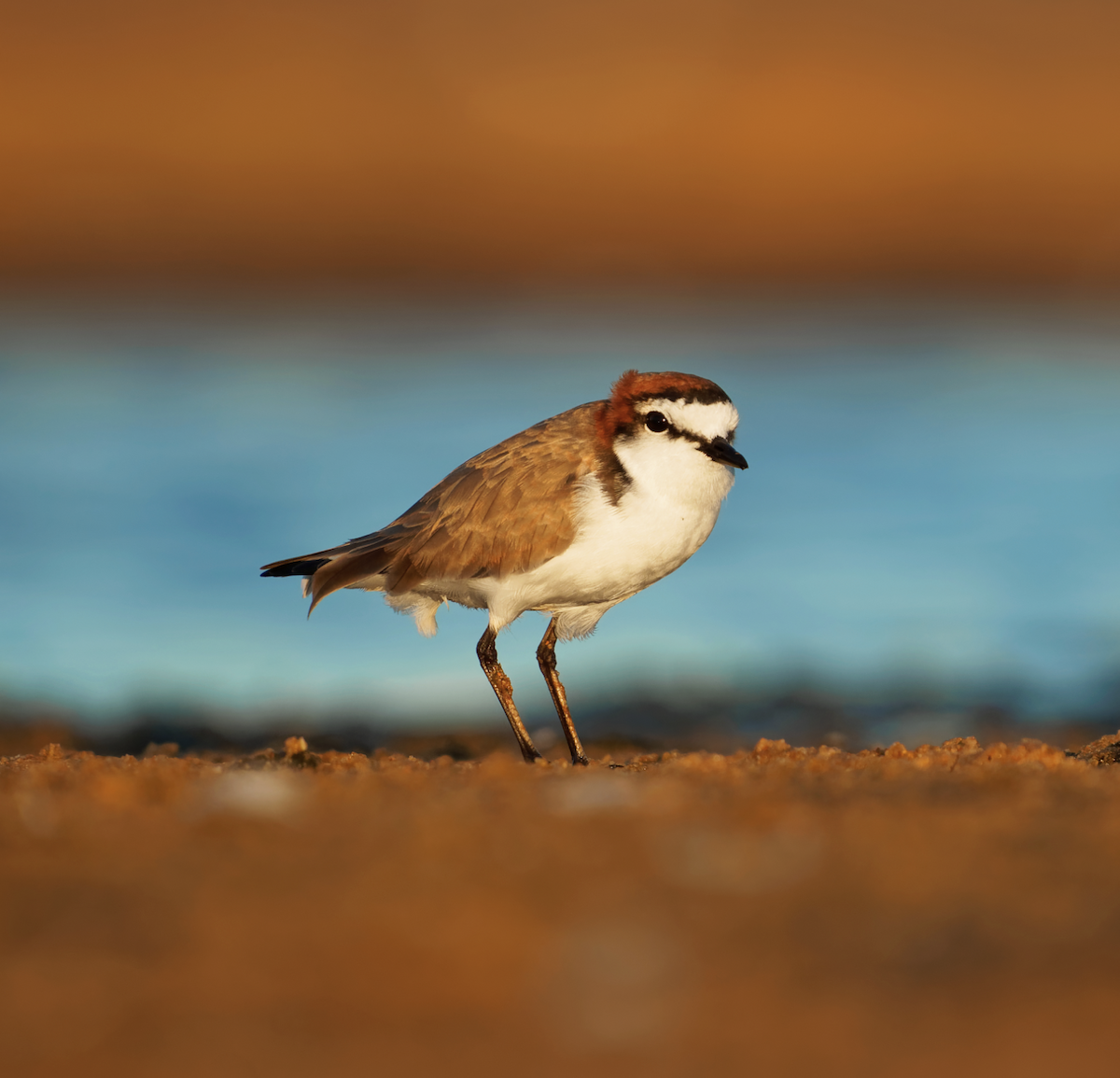 Red-capped Plover - ML619275203