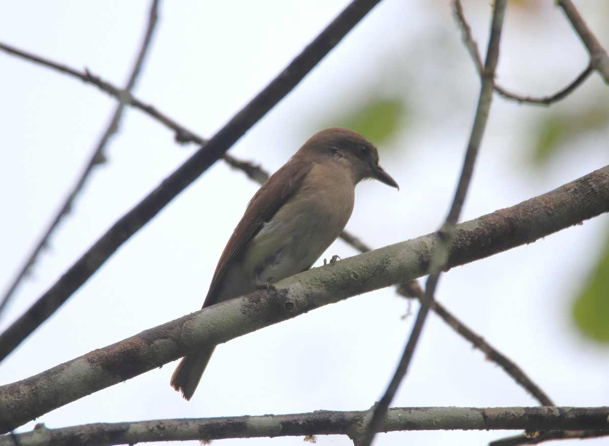 Large Woodshrike - ML619275206