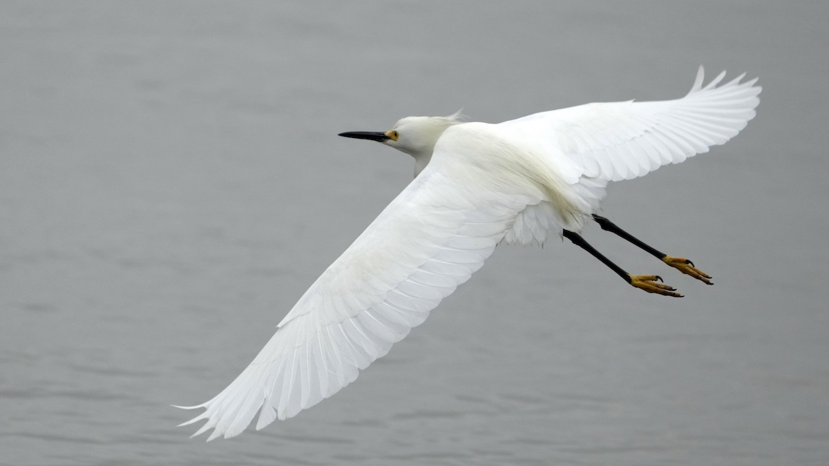 Snowy Egret - Sunil Thirkannad