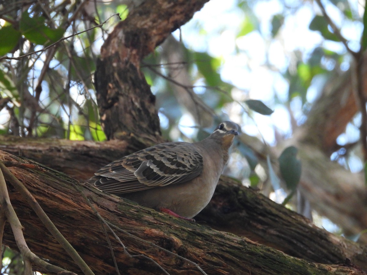 Common Bronzewing - Amara Bharathy