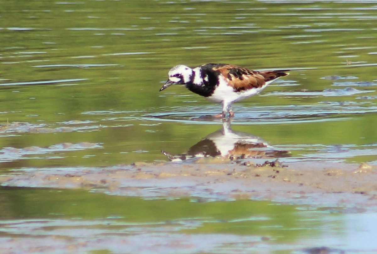 Ruddy Turnstone - Tommy DeBardeleben