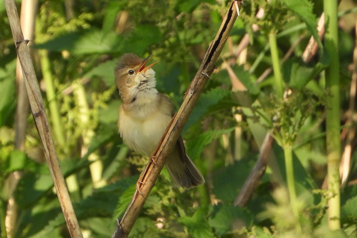 Marsh Warbler - ML619275232