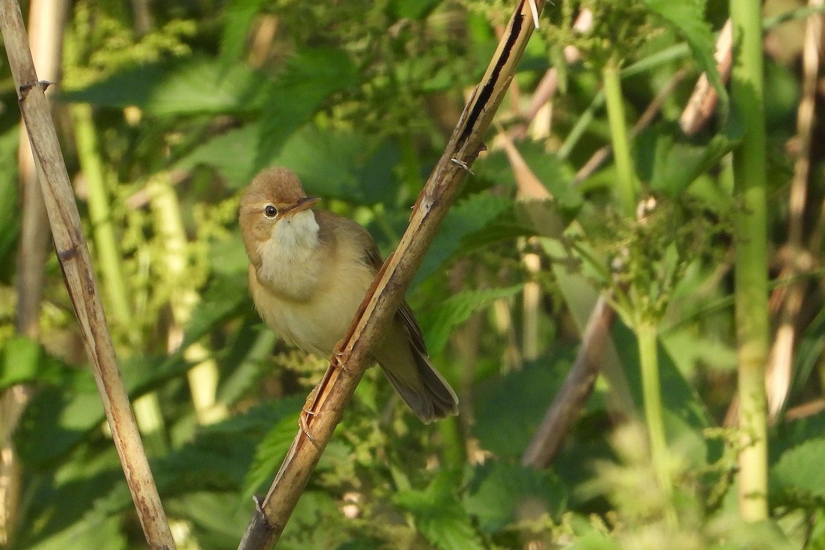 Marsh Warbler - ML619275233