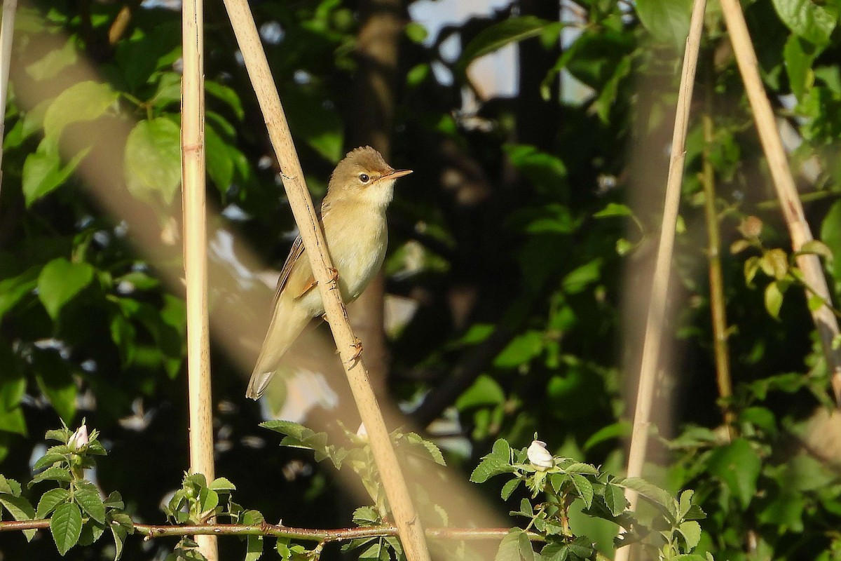 Marsh Warbler - Vladislav Železný