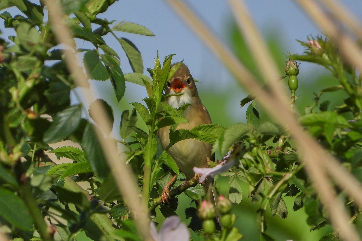 Marsh Warbler - ML619275235