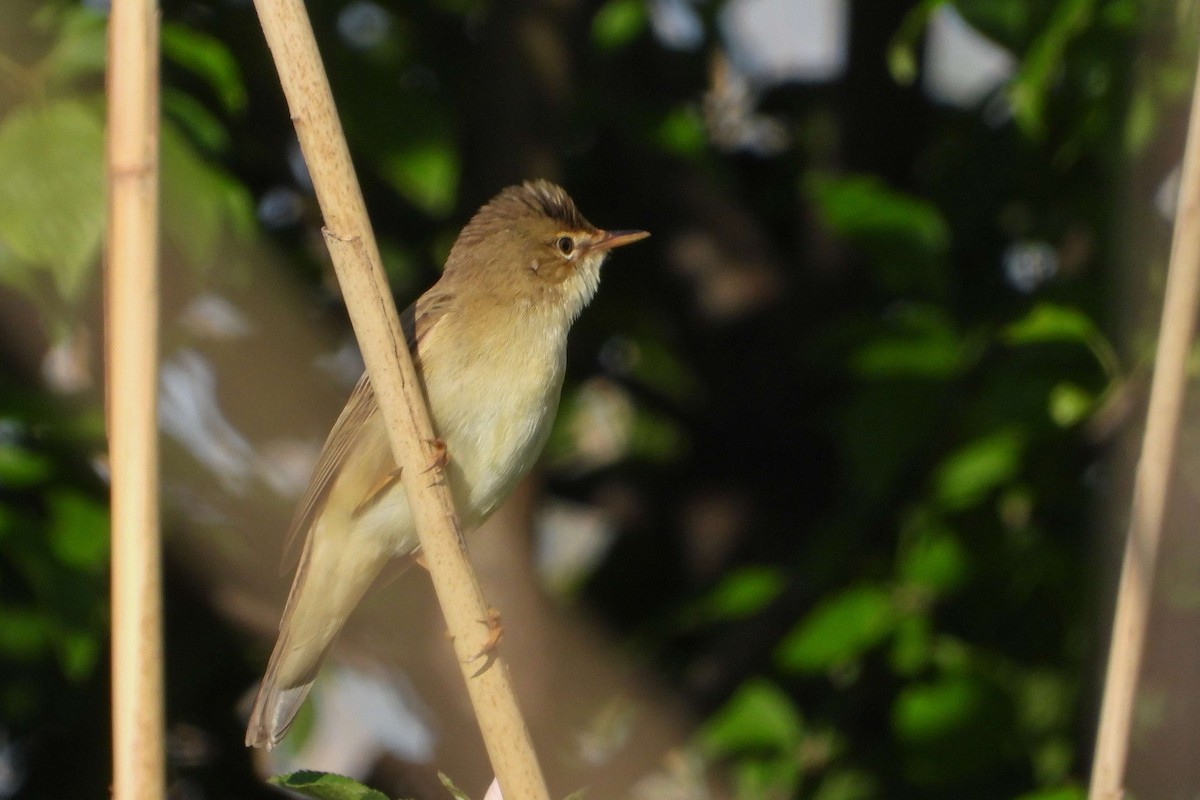 Marsh Warbler - Vladislav Železný