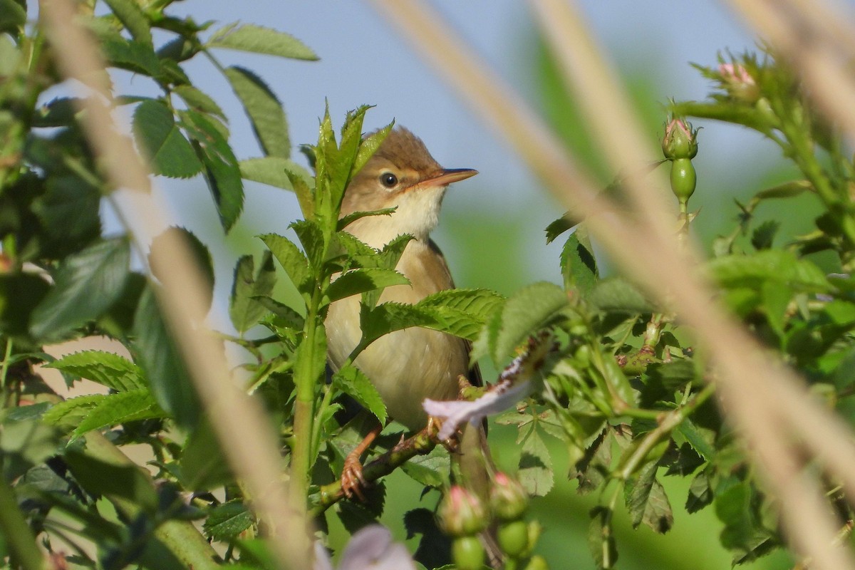 Marsh Warbler - ML619275238