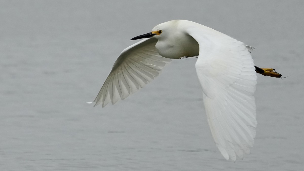 Snowy Egret - Sunil Thirkannad