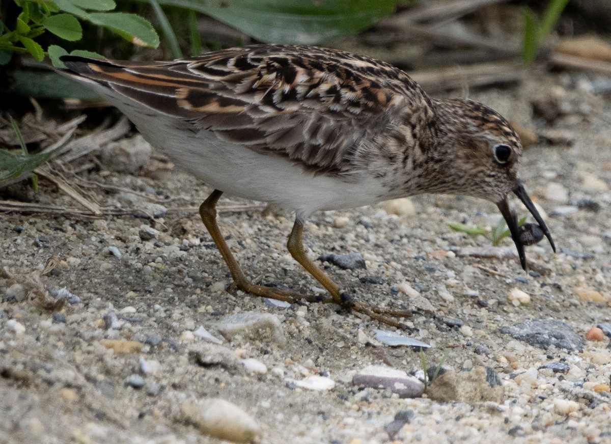 Least Sandpiper - Jenny Rogers