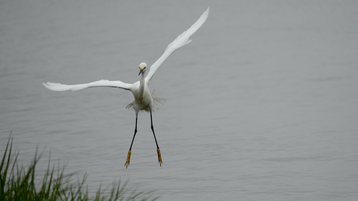 Snowy Egret - Sunil Thirkannad