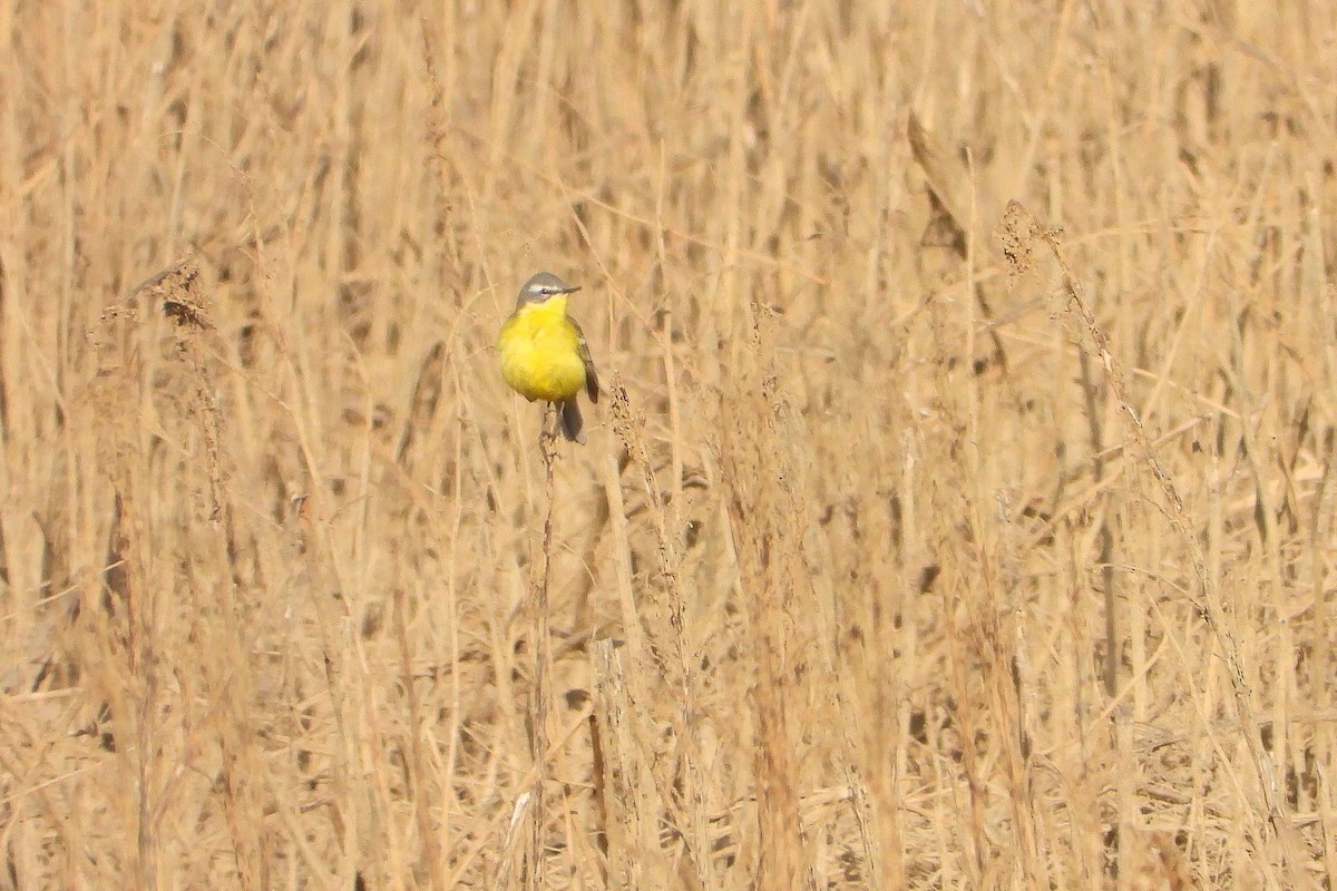 Western Yellow Wagtail - ML619275252