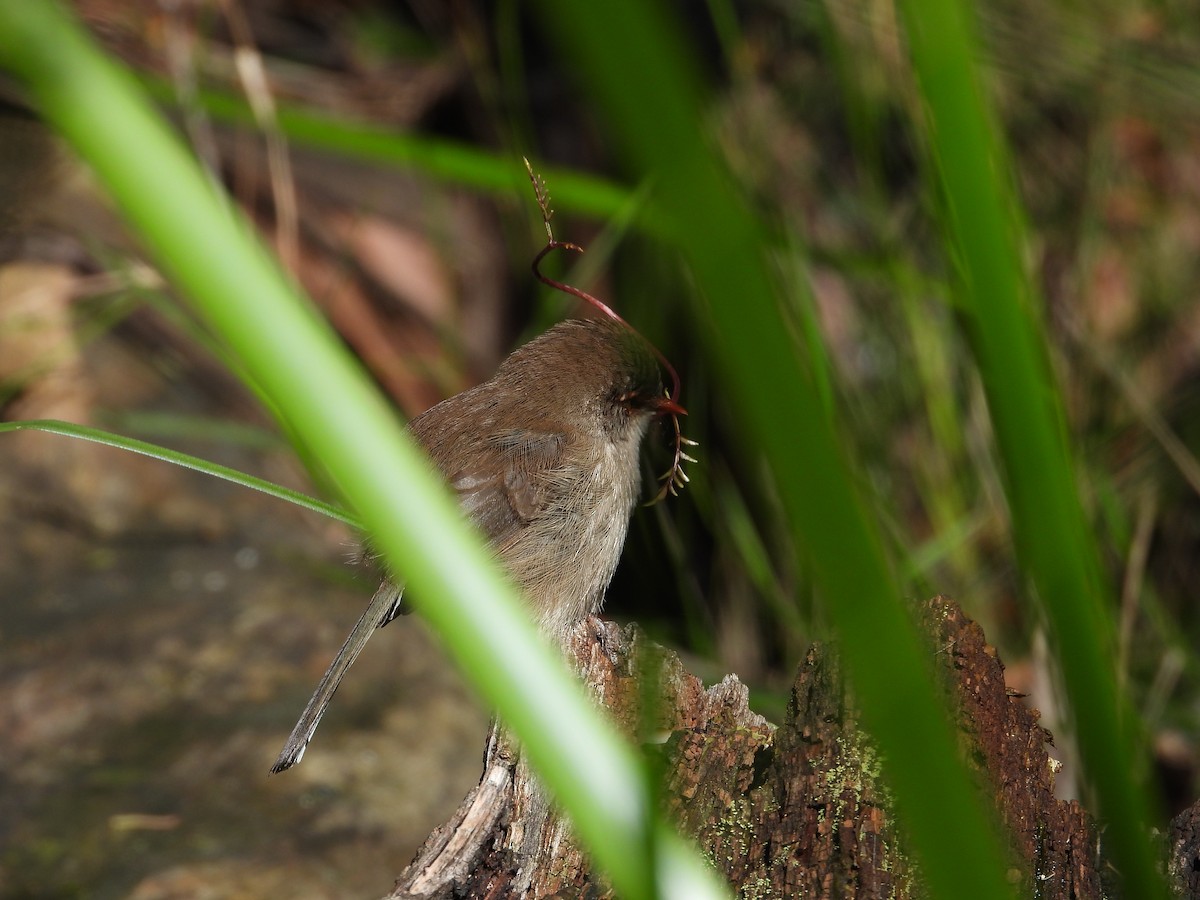 Superb Fairywren - Amara Bharathy