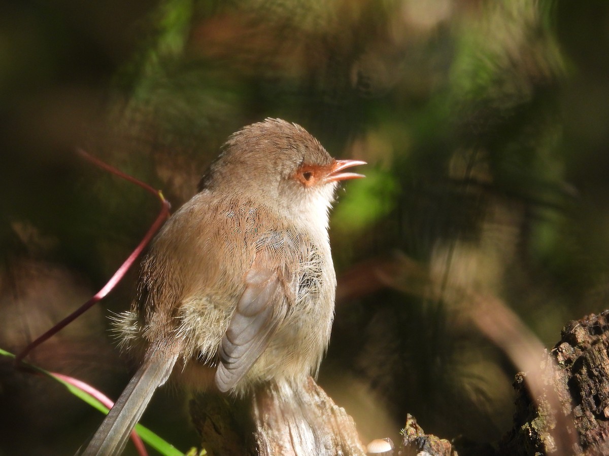 Superb Fairywren - Amara Bharathy