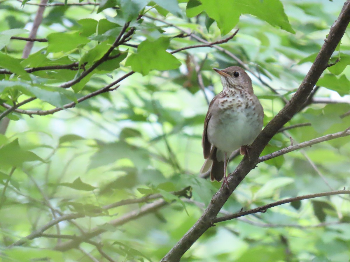 Bicknell's Thrush - Elias Markee-Ratner