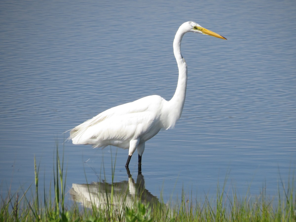 Great Egret - ML619275270