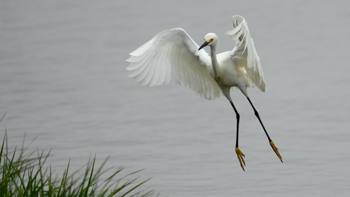 Snowy Egret - Sunil Thirkannad