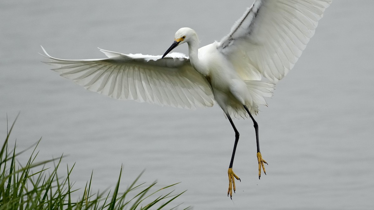 Snowy Egret - Sunil Thirkannad