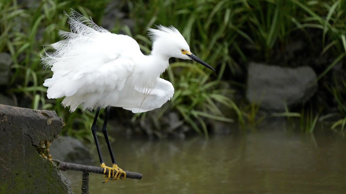 Snowy Egret - ML619275282