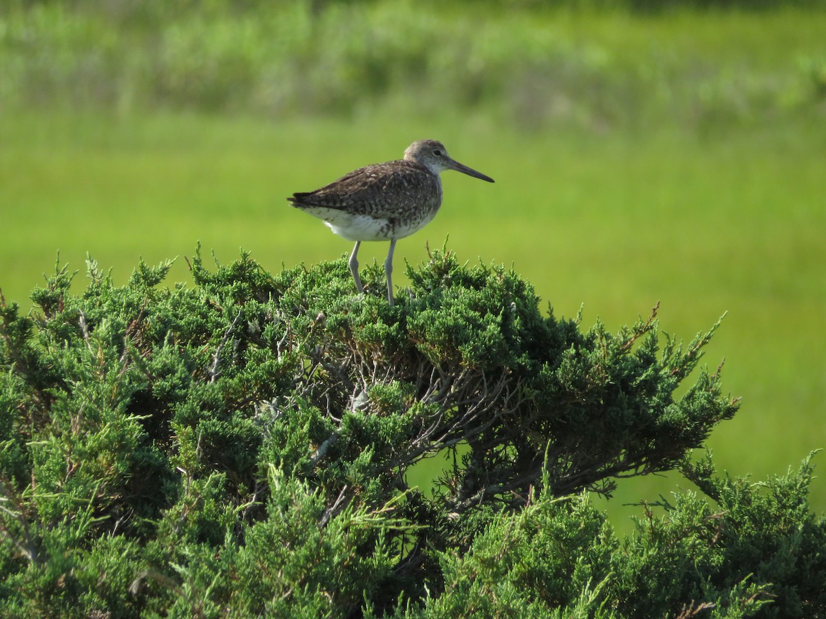 Willet - ML619275286