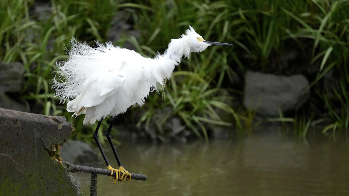 Snowy Egret - ML619275290