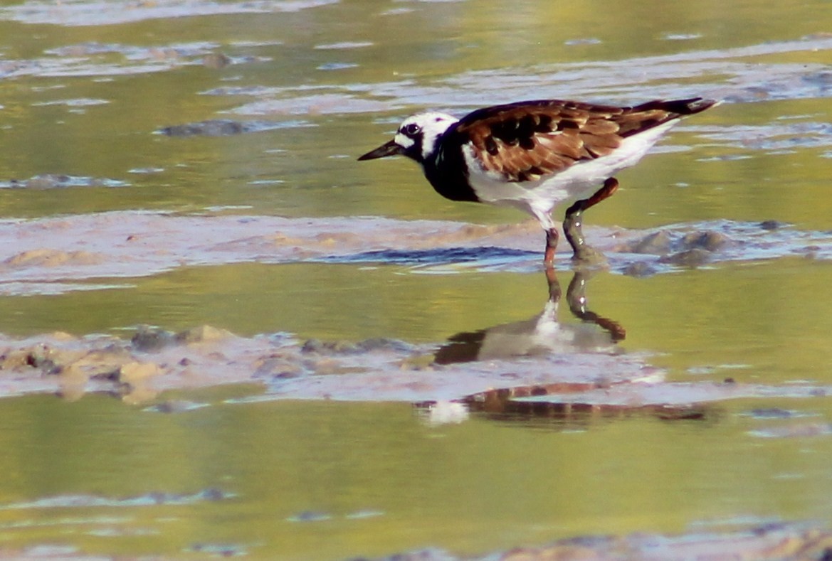 Ruddy Turnstone - Tommy DeBardeleben