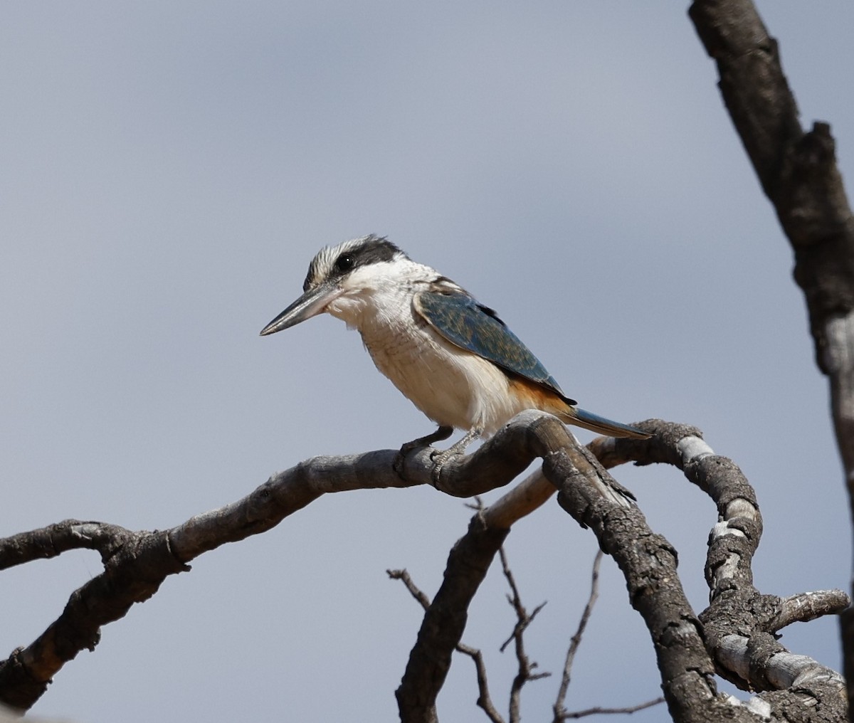 Red-backed Kingfisher - Cathy Pert