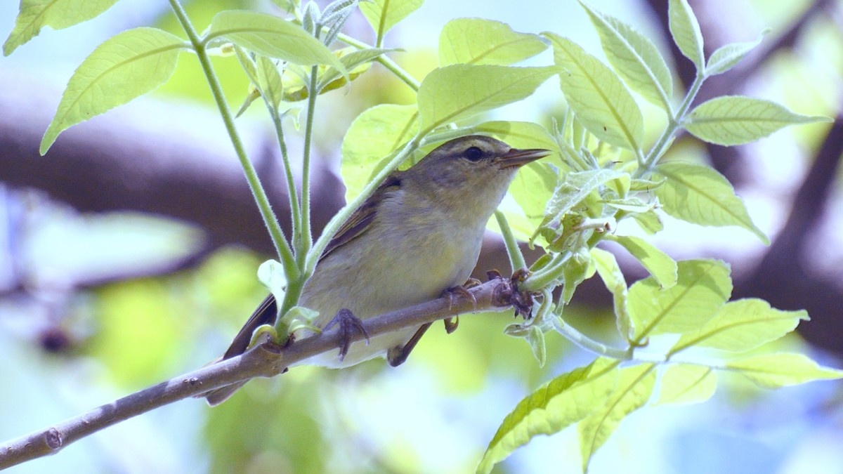 Tennessee Warbler - Dominic Sherony