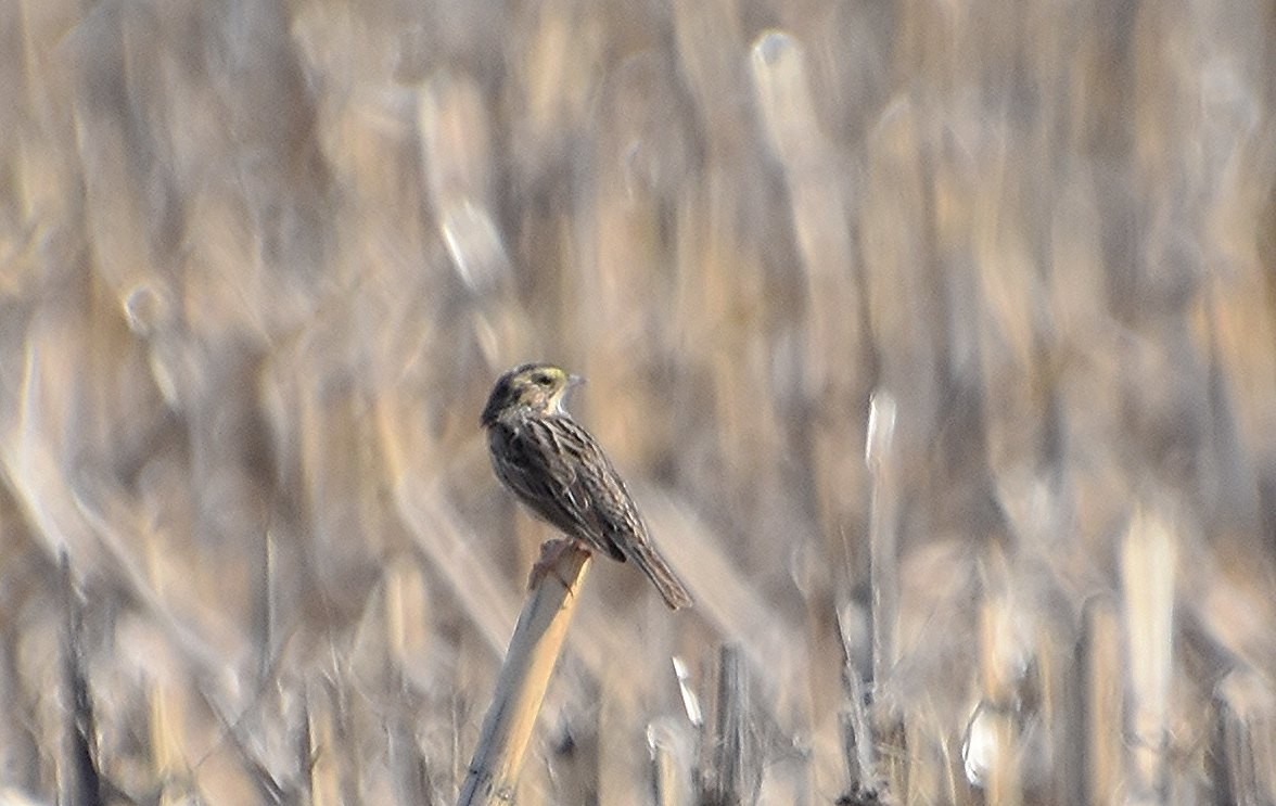 Savannah Sparrow - Scott Jackson