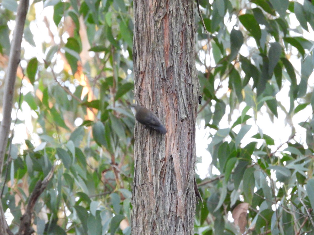 White-throated Treecreeper - Amara Bharathy