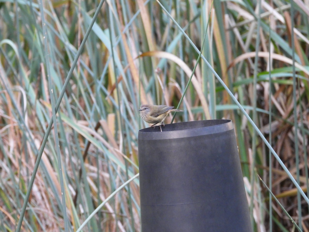 Striated Thornbill - Amara Bharathy