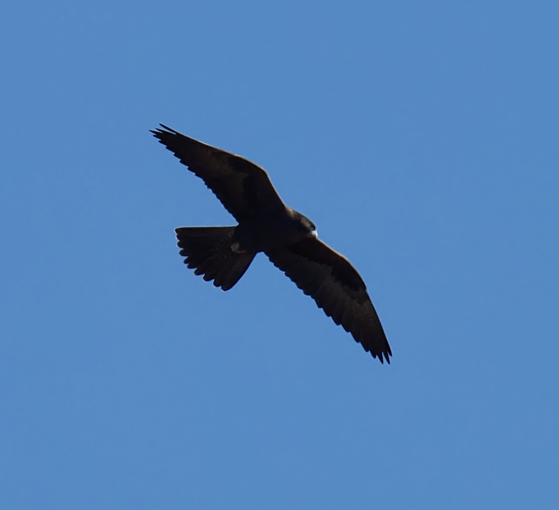 Black Falcon - ML619275319