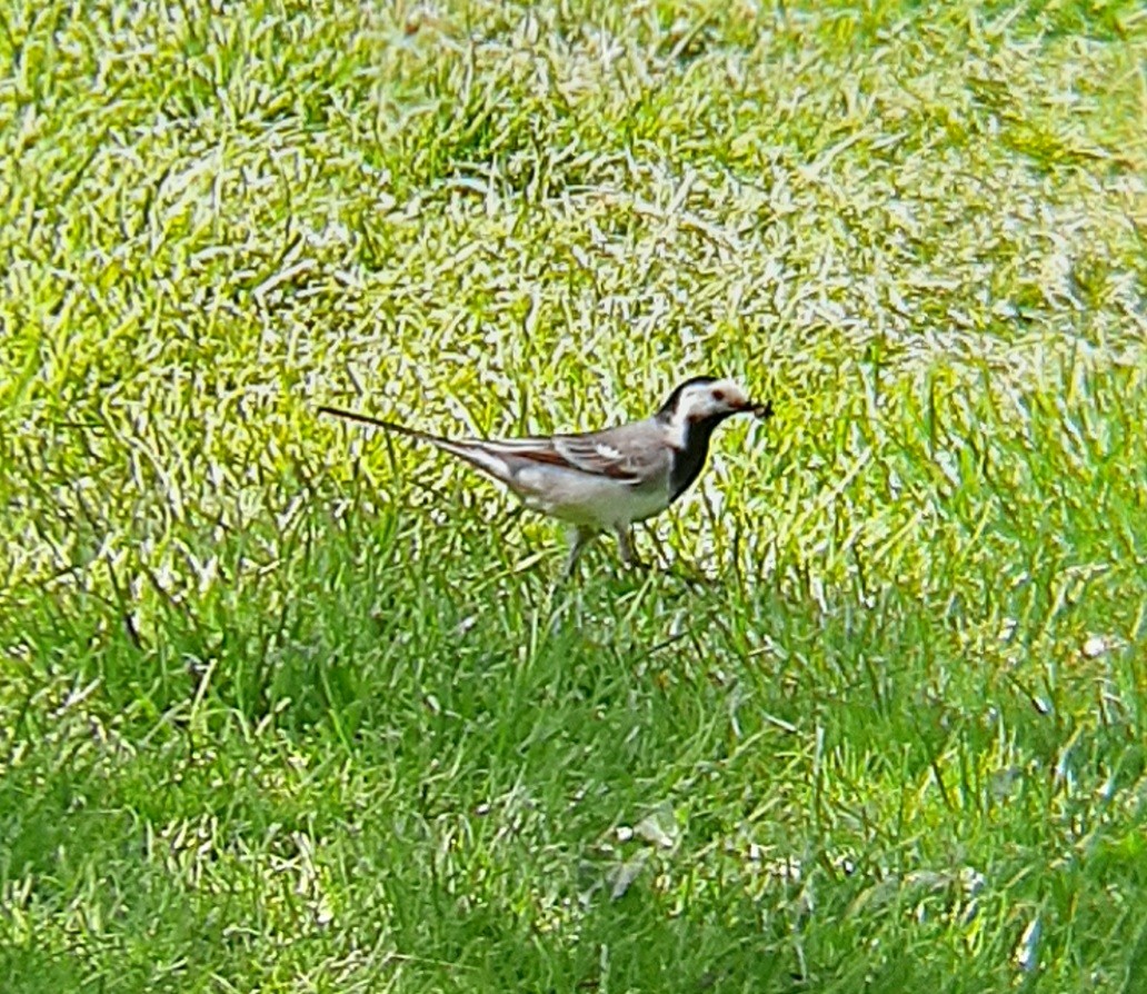 White Wagtail - Ángel Luis Neira