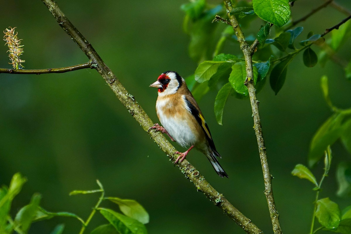 European Goldfinch - Fred Matthews