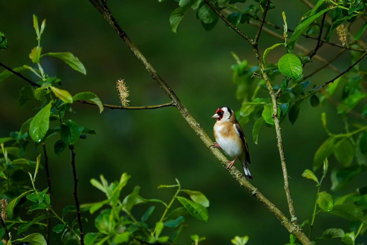 European Goldfinch - Fred Matthews