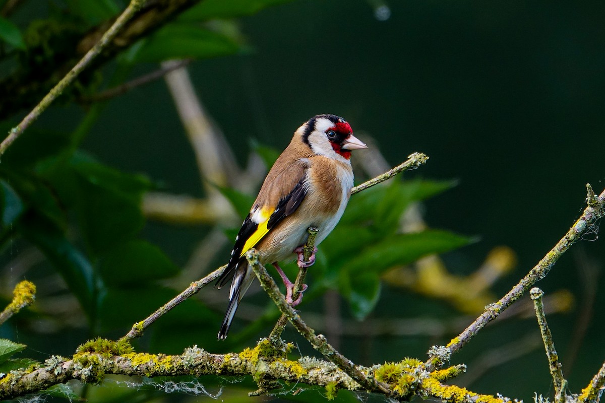 European Goldfinch - Fred Matthews