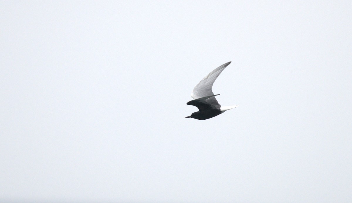 White-winged Tern - Sze On Ng (Aaron)