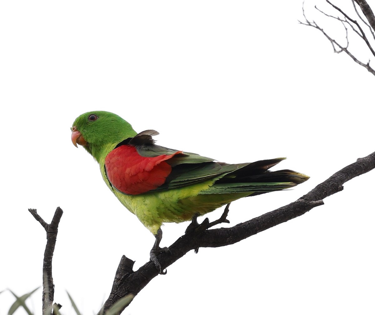 Red-winged Parrot - Cathy Pert