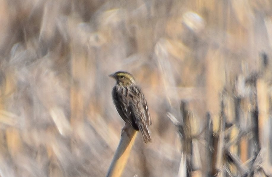 Savannah Sparrow - Scott Jackson