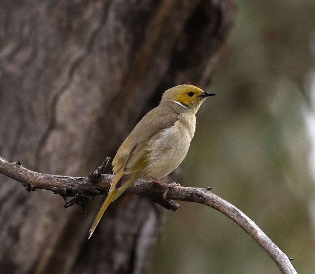 White-plumed Honeyeater - ML619275359