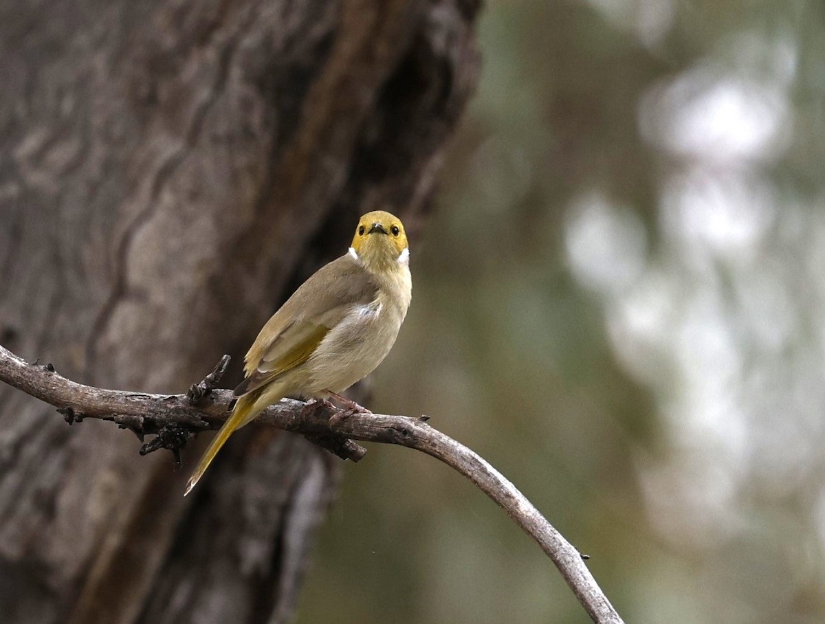 White-plumed Honeyeater - ML619275360