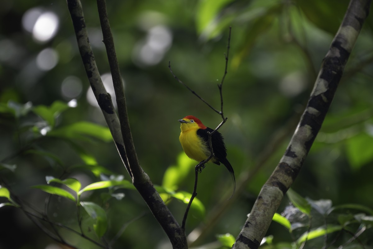 Wire-tailed Manakin - ML619275377