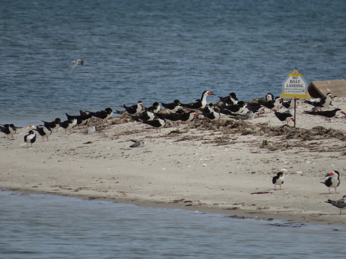 Black Skimmer - Allan Burrage