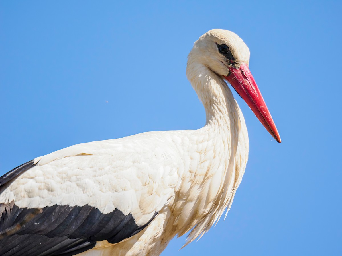 White Stork - Manuel Fernandez-Bermejo