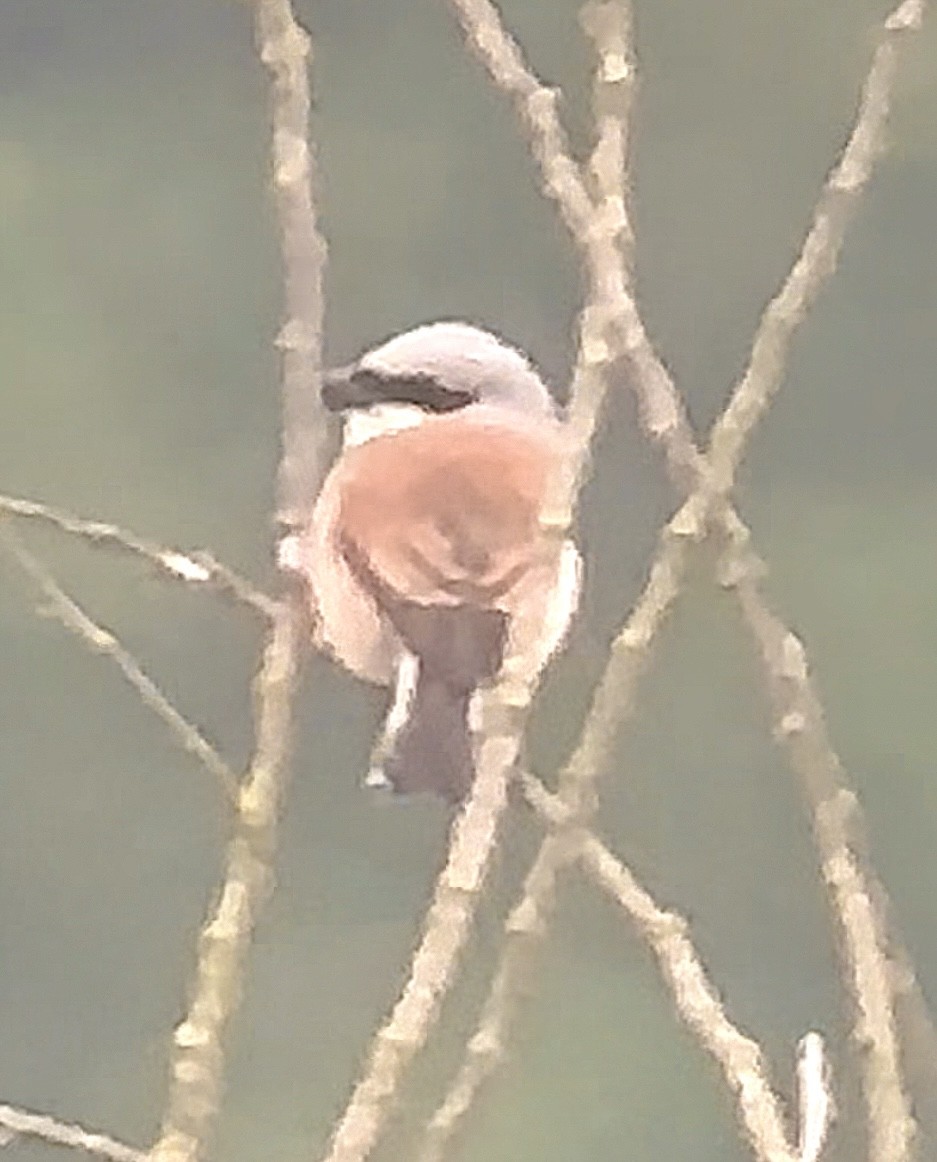 Red-backed Shrike - Hemroulle Jean-Bernard