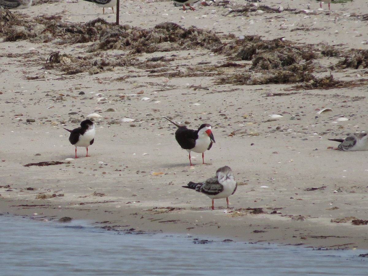 Black Skimmer - Allan Burrage