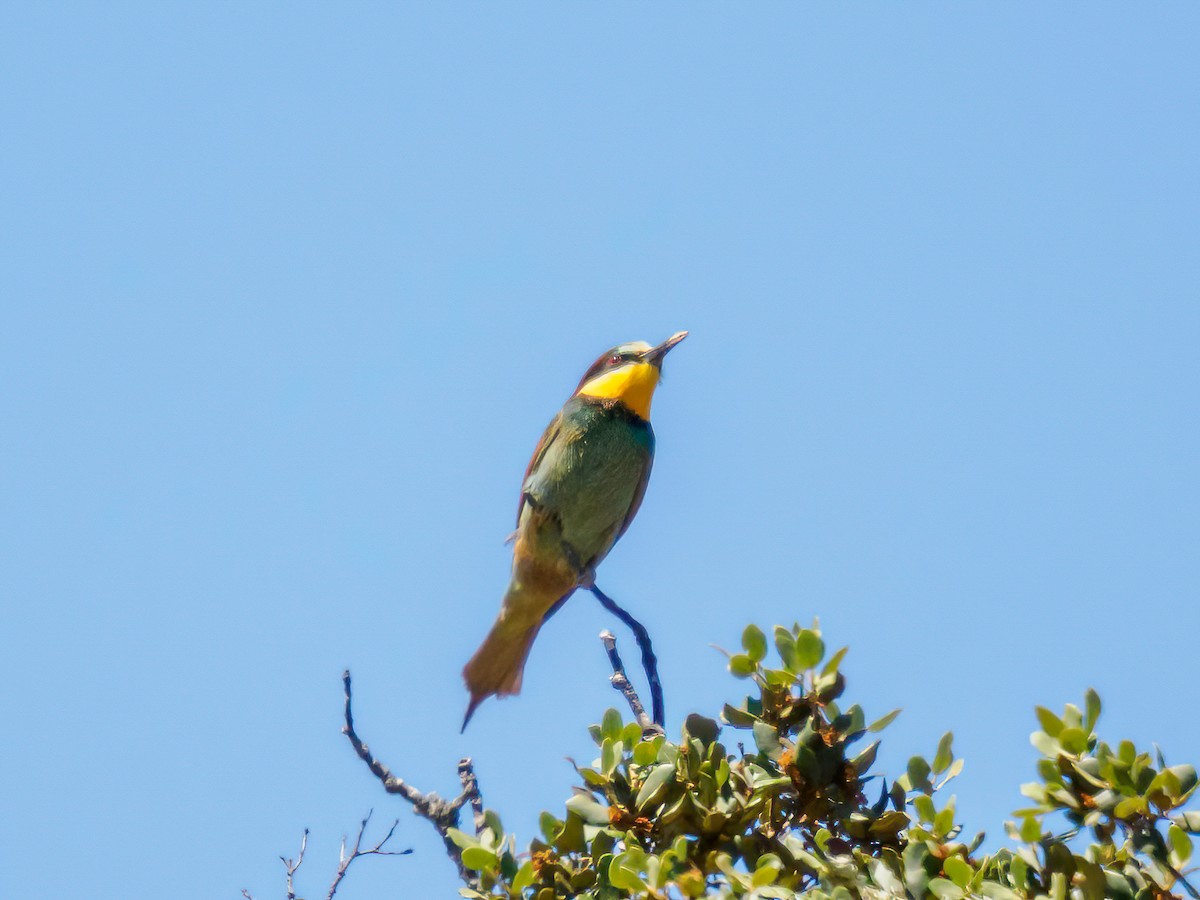 European Bee-eater - Manuel Fernandez-Bermejo