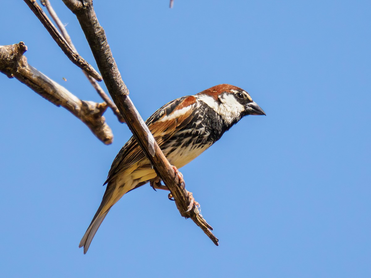 Spanish Sparrow - Manuel Fernandez-Bermejo