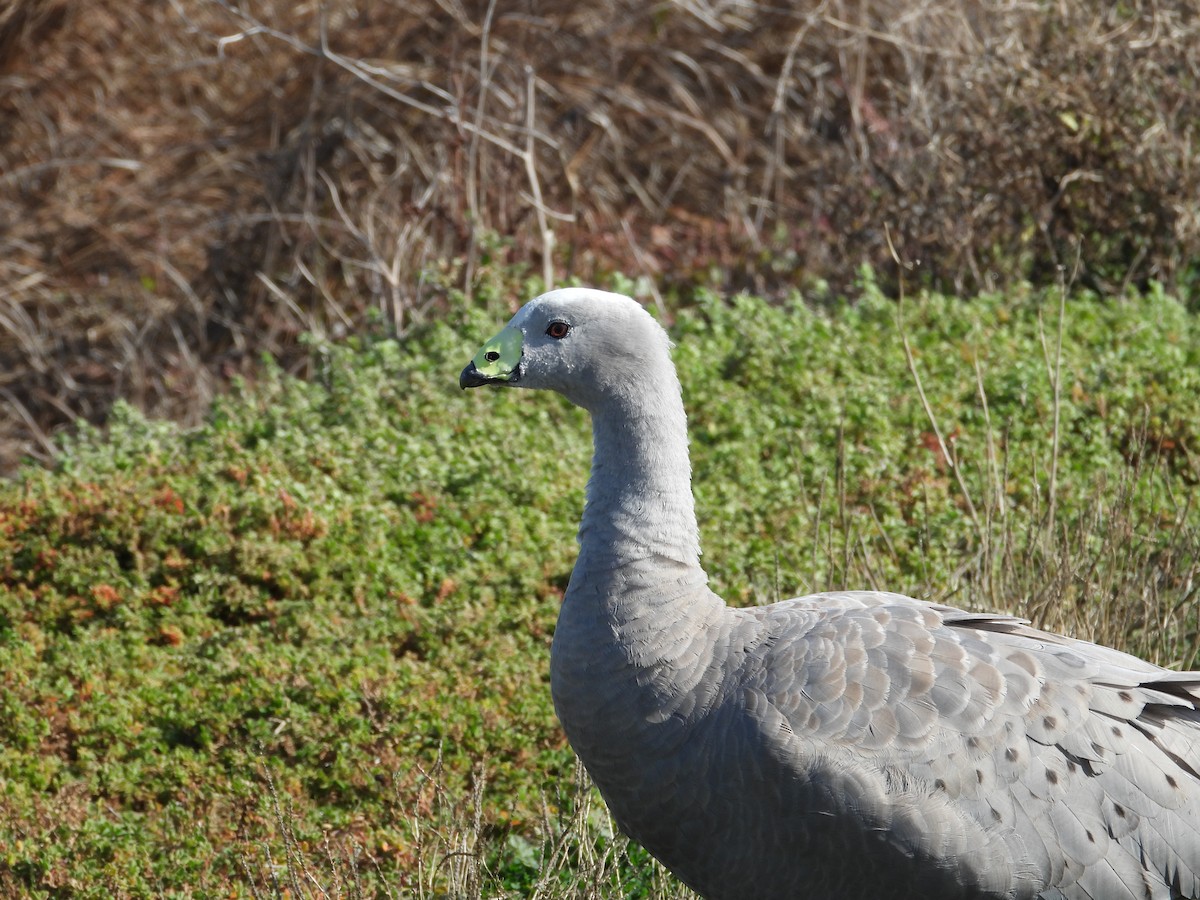 Cape Barren Goose - Amara Bharathy